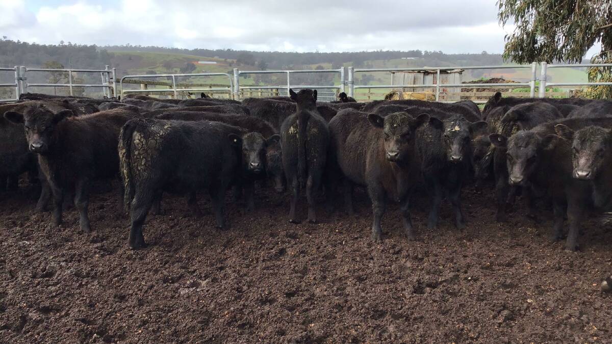 Bridgetown-based operation Bowie Beef will offer 60 Angus calves (30 steers and 30 heifers) aged 6-8 months in the sale.