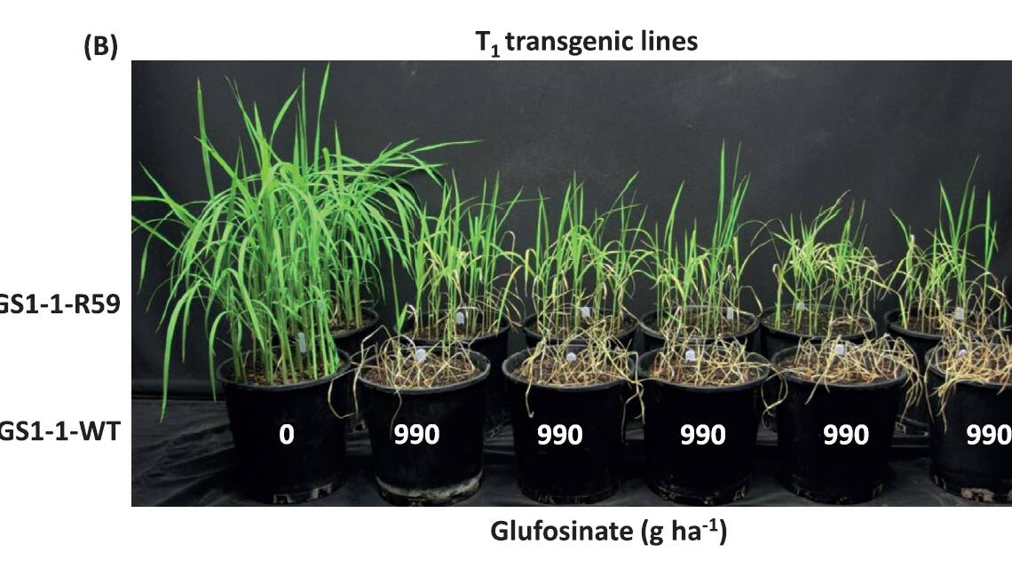 Susceptible rice at the front with the transgenic rice at the rear at nil or 990 grams per hectare of glufosinate. The low-level resistance was evident here as the glufosinate damages the resistance plants, but not enough to kill them outright.