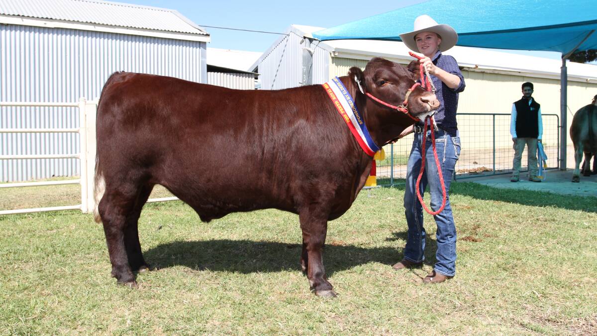 Ella Smith, SA & SH Smith, Narrikup, with the familys 524kg Sussex steer sashed the champion extra heavyweight led steer/heifer which sold for the sales $6800 third top price to Harvey Beef.