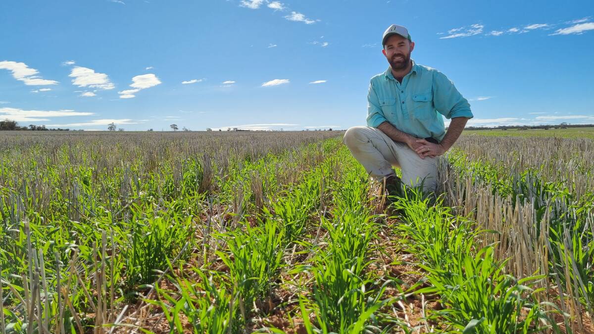 Mukinbudin grower Hayden Sprigg in his crop on July 8.