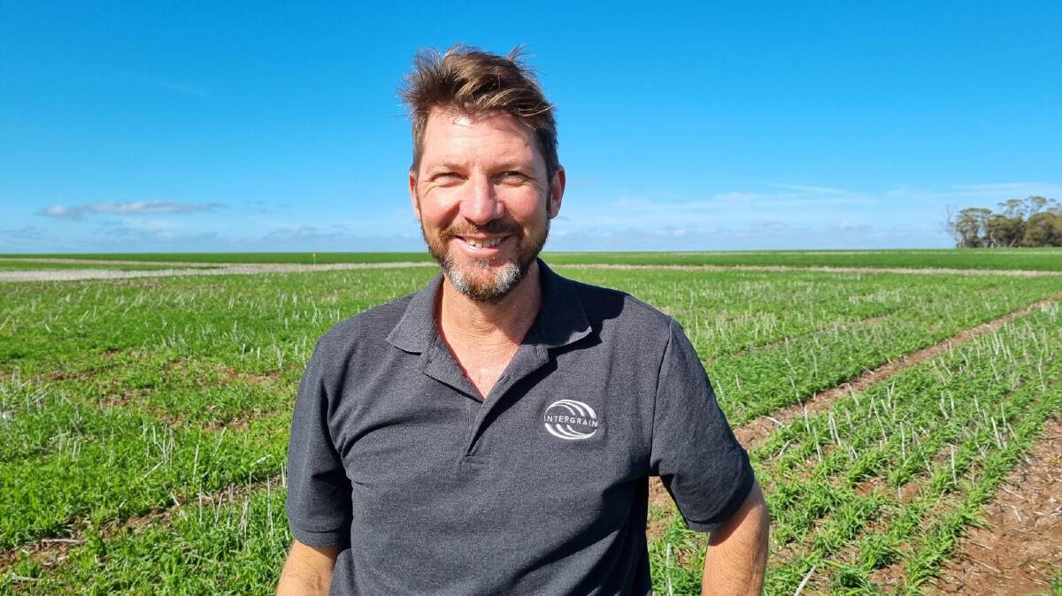 InterGrain oat breeder Allan Rattey said Wallaby and Kultarr were complementary varieties providing oaten hay growers alternative options to existing varieties Mulgara, Brusher and Wintaroo.