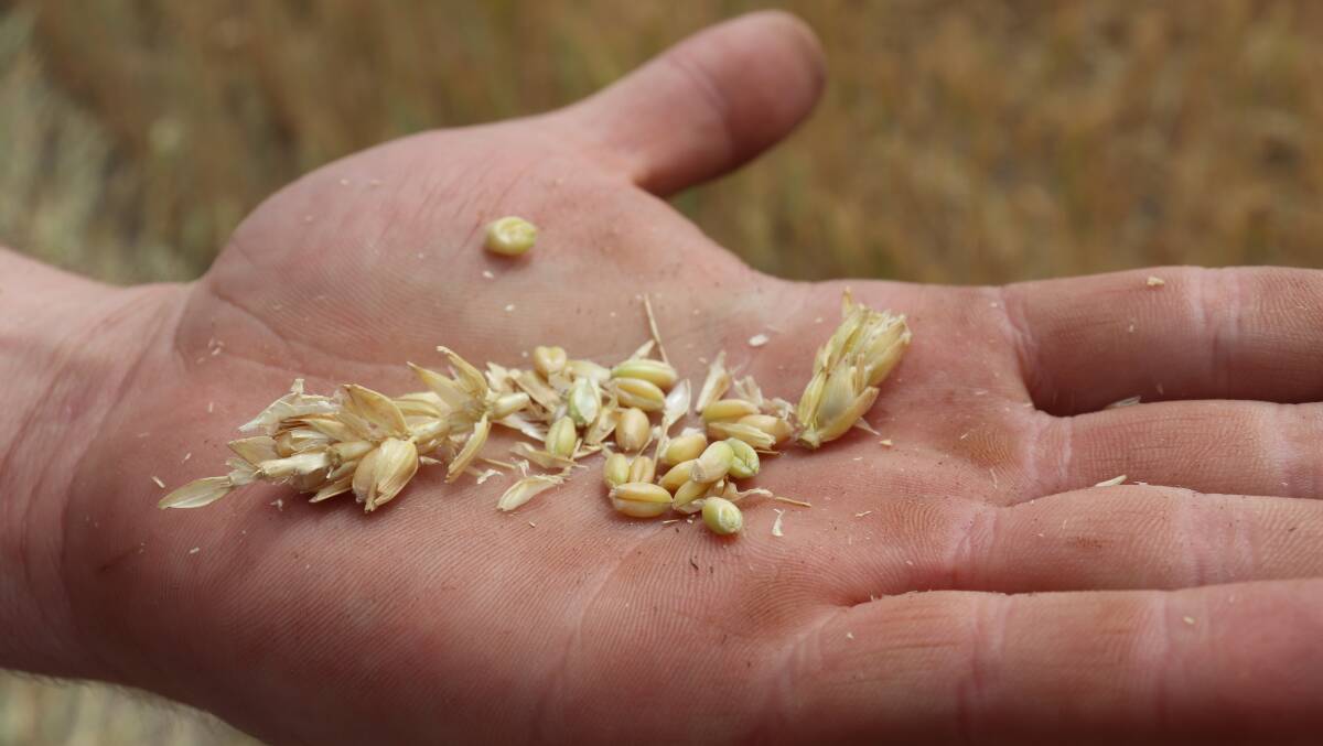 Learning the value of Aussie wheat