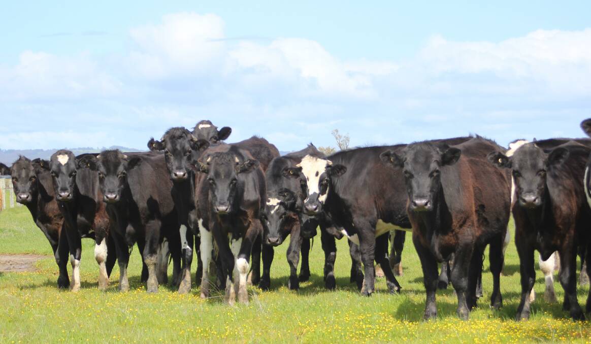 Dale Hanks, Taylynn Farms, Harvey, will put forward 30 Angus-Friesian and 10 Friesian steers which range from 16 to 18 months. The quiet, forward store conditioned cattle were treated to an Eprinex drench in May.