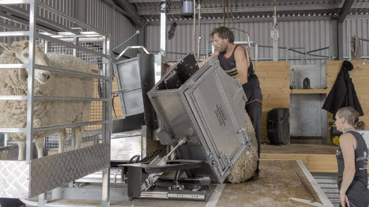 The pneumatic version of a shearing module that delivers the next sheep to the shearer developed in South Australia by Haynes Engineering. Photo by Haynes Engineering.