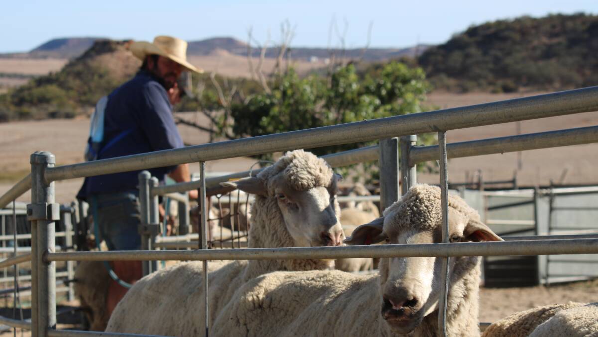 Mick OBrien said wool and sheep market trends have justified the position of sheep within his farming business at Northampton, alongside cattle and cropping enterprises.