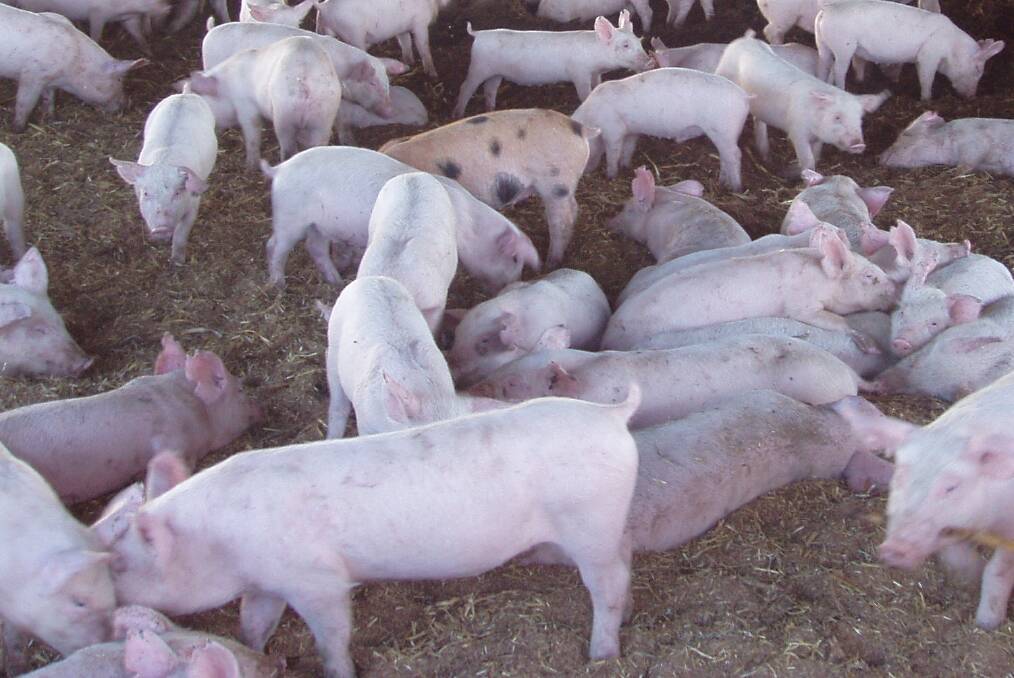 Activists fined for piggery break-in