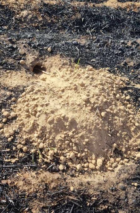 Pingrup farmer Doug Smith said there are plenty of mice activity signs in the paddocks, lots of burrows and certainly enough numbers for it to be very concerning.