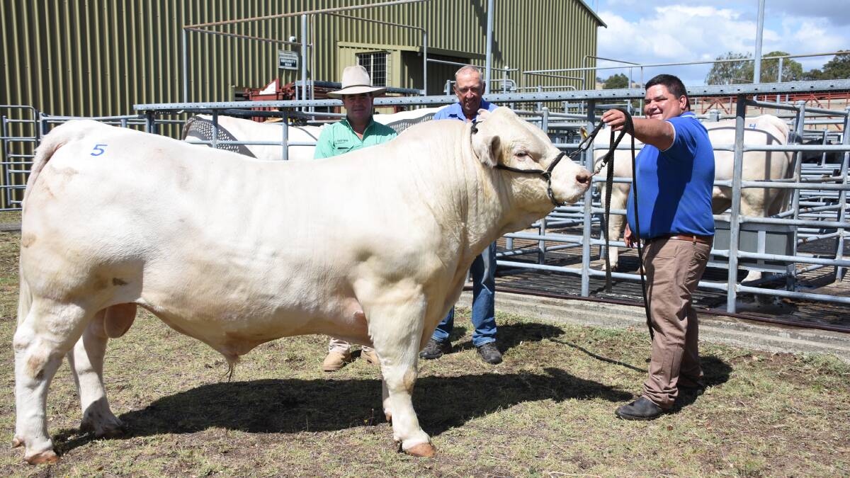 With the $6000 top-priced Charolais bull of the sale which was sold by the Copplestone stud, Dardanup, to Tynedale Farm, Burekup, were Nutrien Livestock Boyup Brook agent Jamie Abbs (left), who purchased the bull for Tynedale Farm, Copplestone principal Peter Milton and Jarvis Polglaze, Brookside Charolais stud, Dardanup.