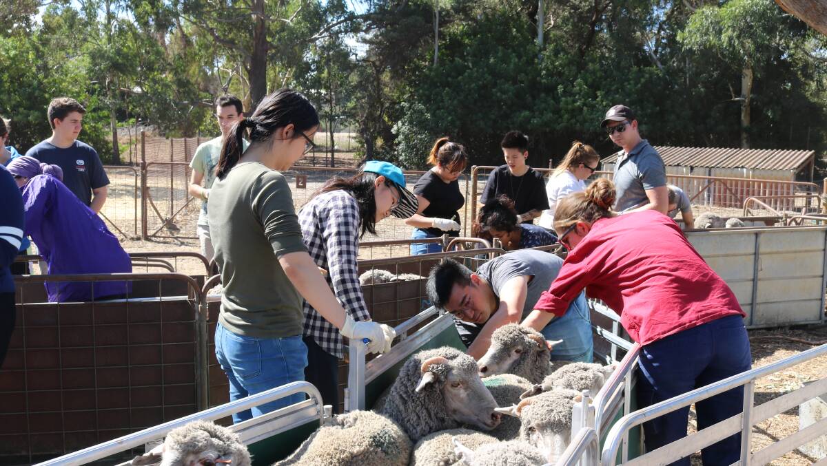 Murdoch animal science students getting up close and personal with the Merinos under their care.