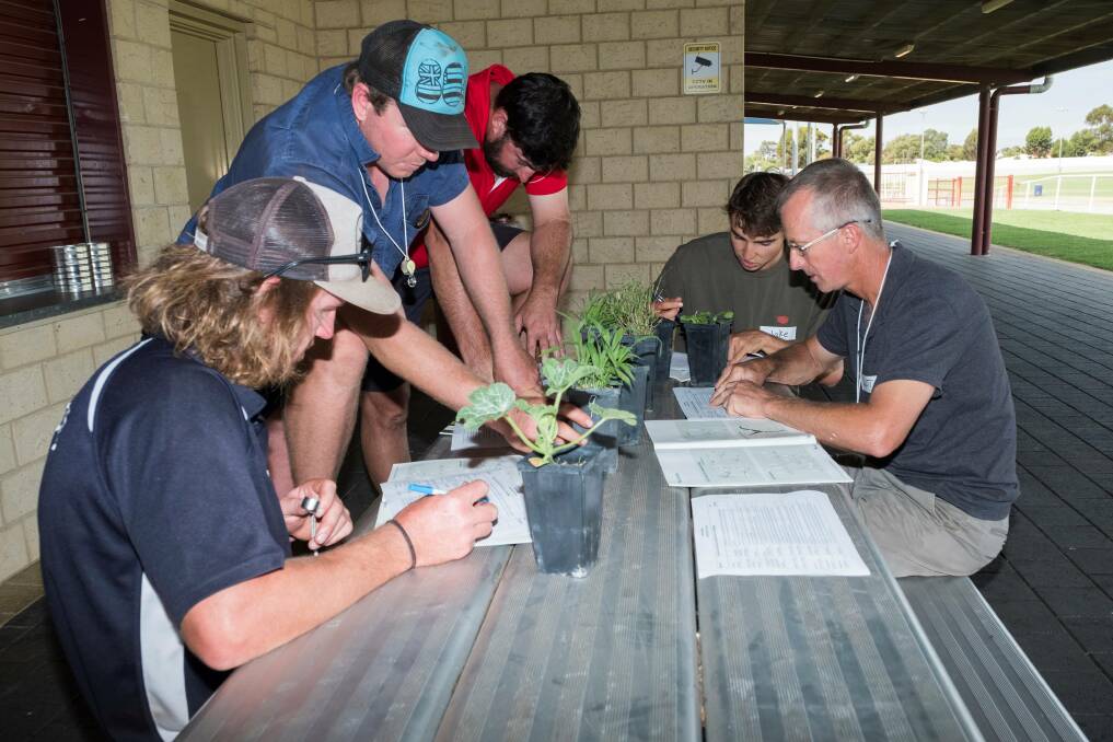 Growers identifying summer weeds, at an early stage of development, at a recent GRDC workshop at Wagin. Photograph by Andrew Storrie, AGRONOMO.