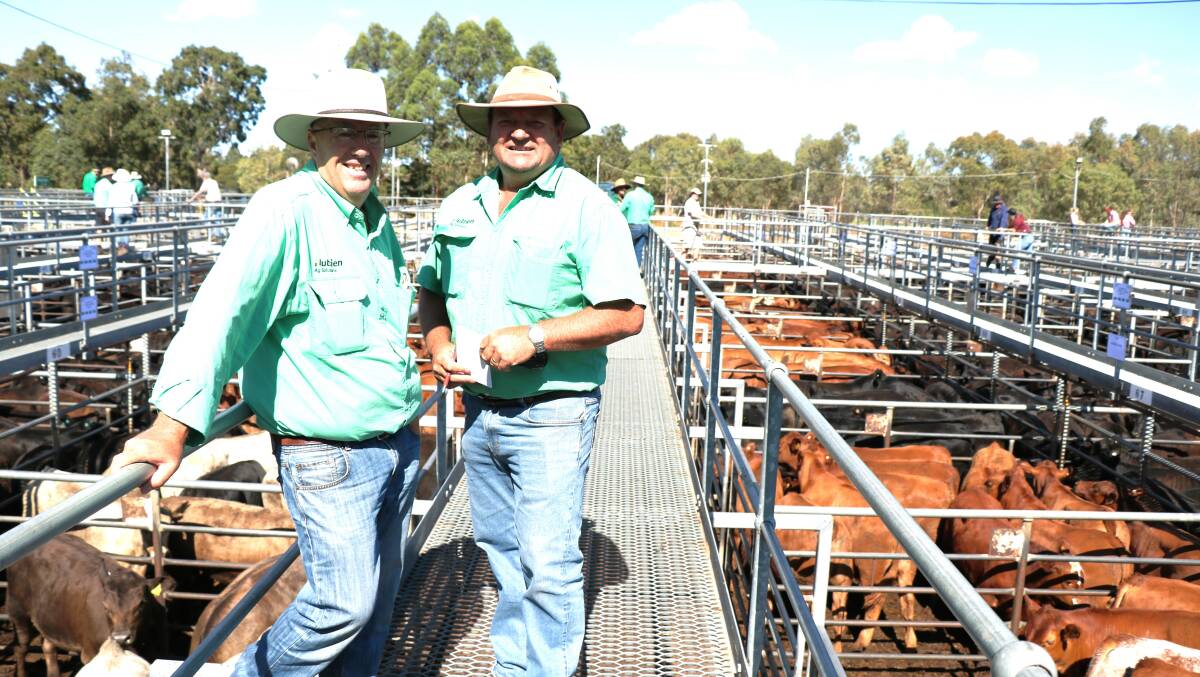 Nutrien Livestock South West livestock manager Mark McKay (left) and Nutrien Livestock, Manjimup representative Brett Chatley before the successful weaner sale at Boyanup last week where live export buyers added strong support.