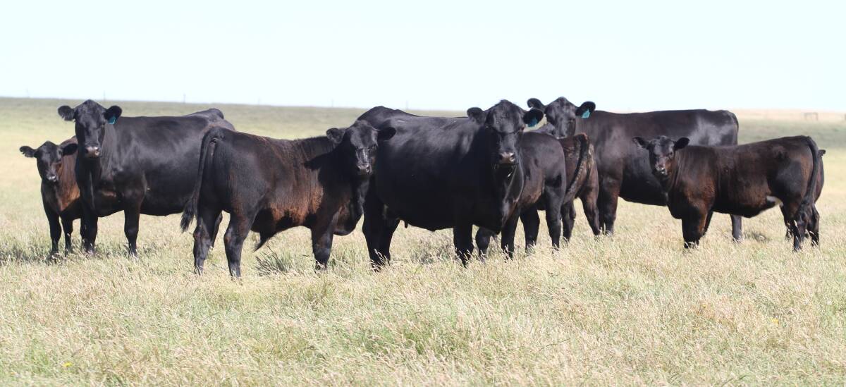 Some of the Graham familys 2500 head Angus female breeding herd with this years winter drop of calves at foot to be weaned in February-March next year.