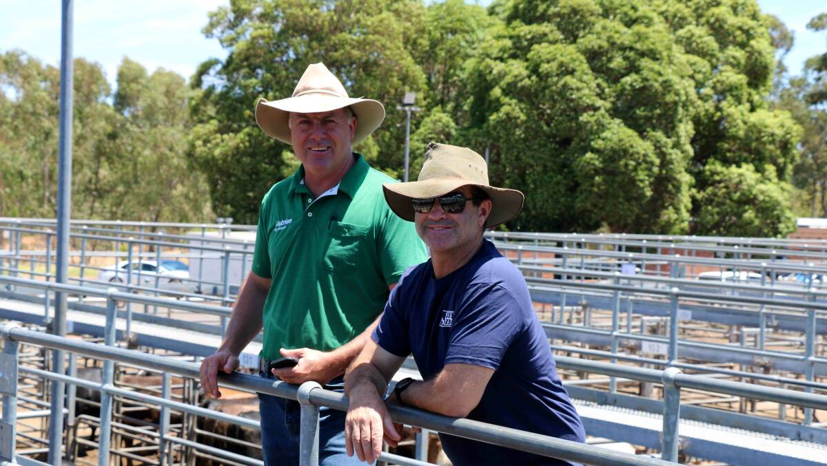 Nutrien Livestock, Waroona agent Richard Pollock (left) caught up with Michael Zacher, Mumballup, before the WALSA Boyanup weaner sale last week.