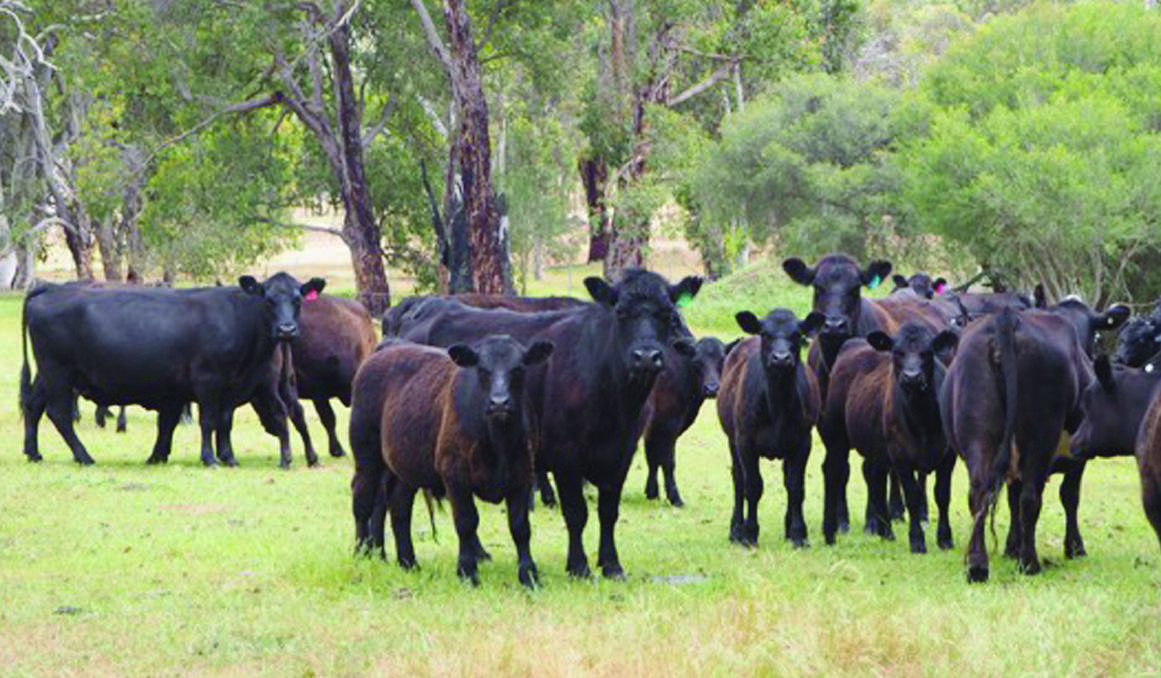 The Richardson family, Gypsy Hills, Toodyay, will be among the biggest vendors at the Elders store cattle sale at Boyanup on Friday, November 15, 2019, with an annual draft of 80 Angus and Murray Grey mixed sex calves aged six to eight months.
