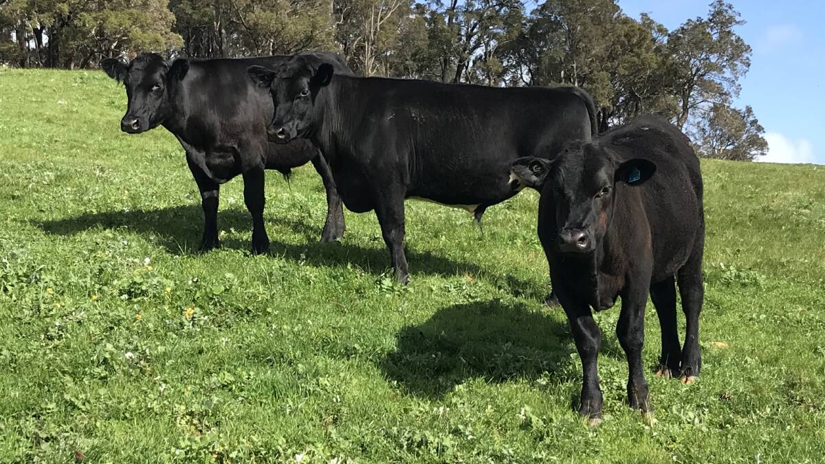 One of the biggest vendors in the sale will be JP Giumelli & Son, Benger, which will present both owner-bred Friesian steers and first-cross steers. The offering will be made up of 20 Friesian steers (16-18mo), 40 Angus-Friesian steers (14-18mo) and 40 Angus-Friesian steers (8-10mo).
