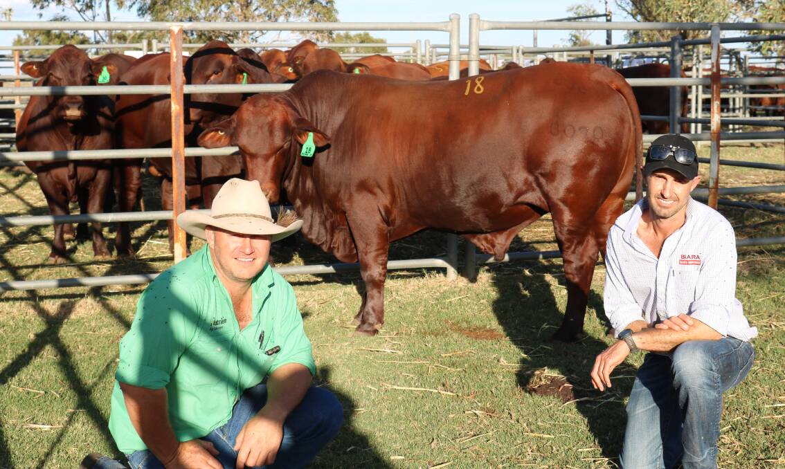 Chad Smith (left), Nutrien Livestock, Northampton and Kasey Hasleby, Biara stud, Northampton, with the $10,000 second top priced bull bought by Buckenara Pty Ltd, Bremer Bay.