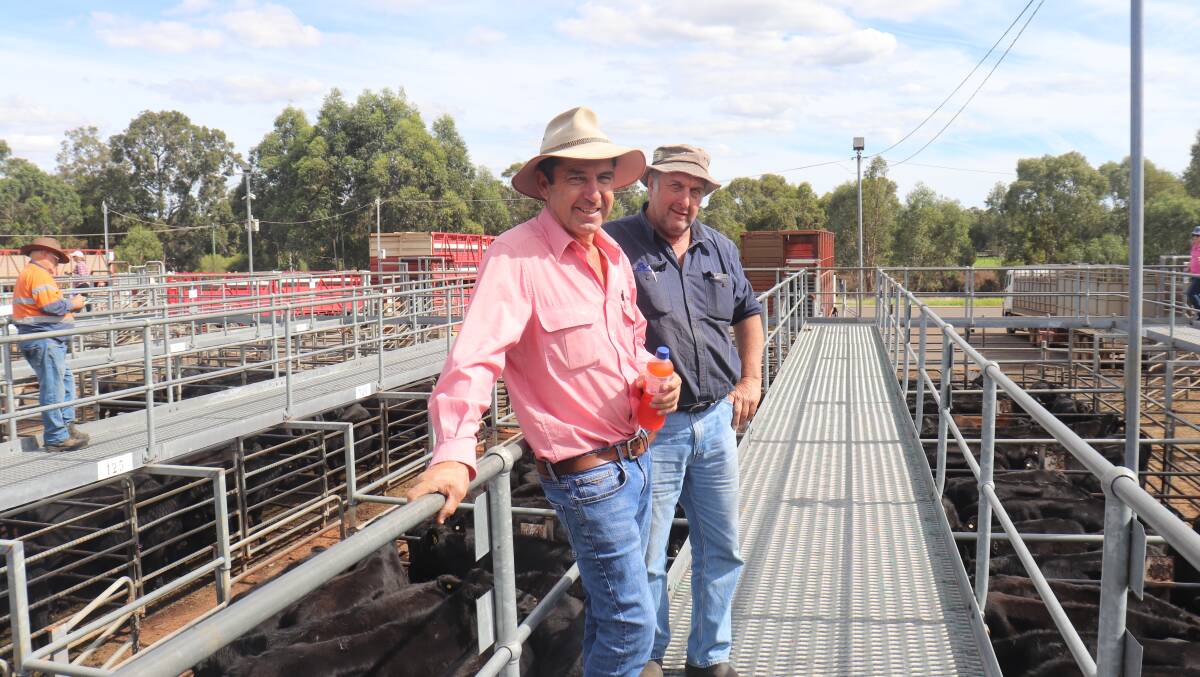 Elders, auctioneer and Margaret River agent Alec Williams (left) and Charles Brockman, Cowaramup, discussing the cattle before the sales commencement at Boyanup last week.