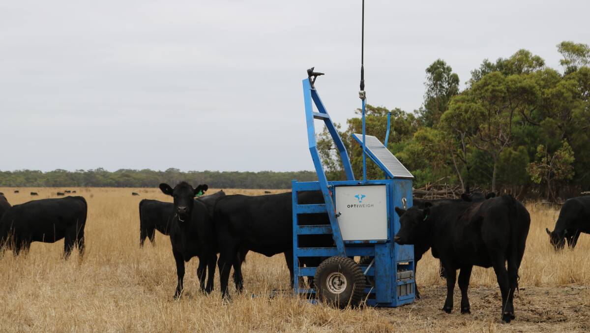 The Optiweigh self-weighing system can be hitched to the back of a ute and moved from paddock to paddock quickly and easily, making it an efficient tool to provide real-time feed back on in-paddock daily weight gain.