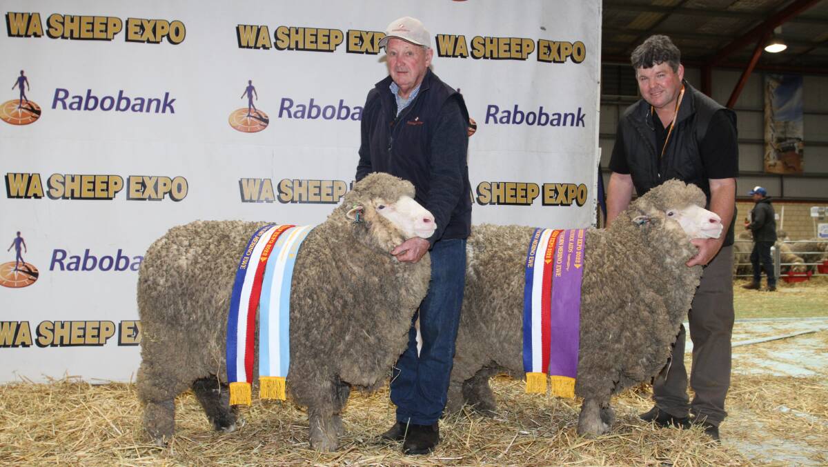The grand and reserve grand champion August shorn Merino ewes were exhibited by the Rangeview stud, Darkan. With the champion August shorn medium wool Merino ewe (reserve grand champion) (left) and champion August shorn fine wool Merino ewe were Rangeview stud principals John (left) and Jeremy King.