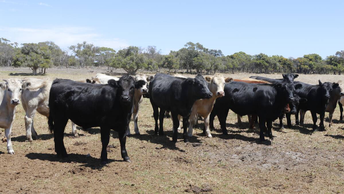 The Prosser family, FR & LF Prosser, Scott River, will be the biggest vendor in the sale with an offering of 180 weaners (120 steers and 60 heifers). The offering will consist of 110 Charolais calves and 70 Angus calves aged 8-10 months.