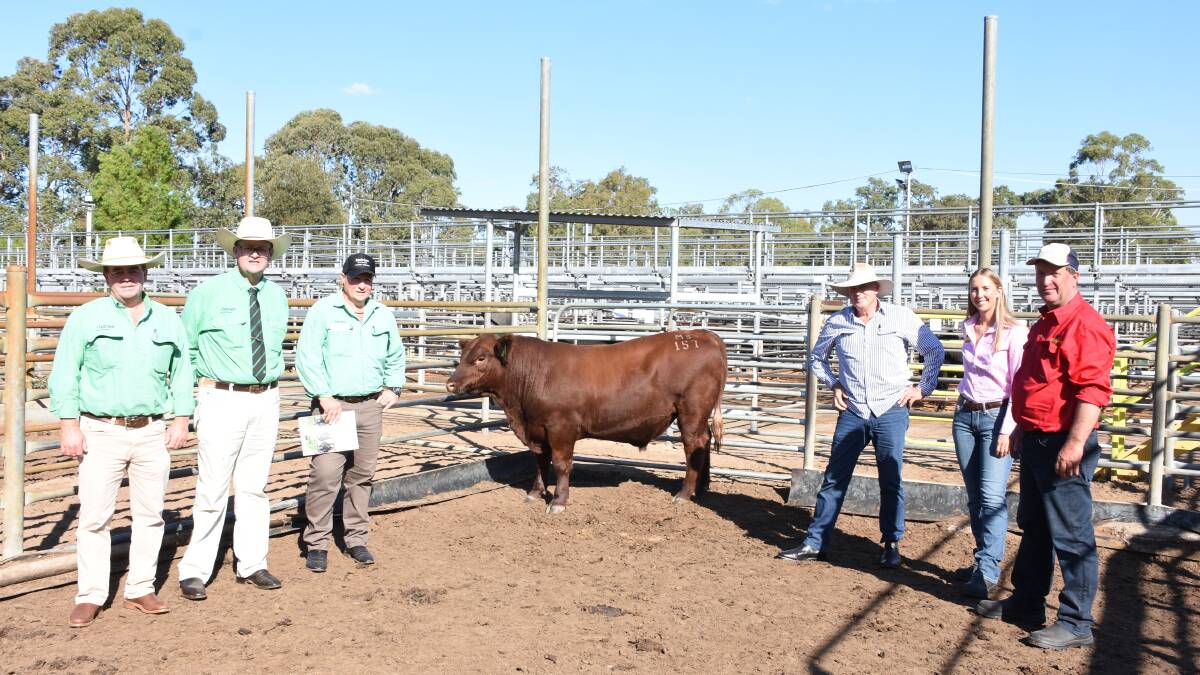 Prices hit a high of $32,000 twice at the Mordallup Angus yearling bull and heifer sale at Boyanup. With one of the sale's $32,000 equal top-priced bulls, Mordallup Gingernuts S157, were Nutrien Livestock, Boyup Brook agent Jamie Abbs (left), Nutrien Livestock auctioneer Tiny Holly, Nutrien Livestock, Bridgetown agent Ben Cooper, buyer Peter Johnston, Crooked Brook and Mordallup's Diana and Mark Muir, Manjimup.