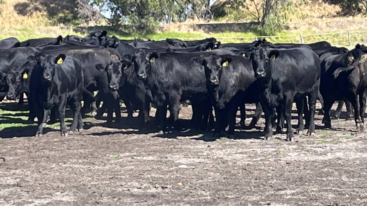 Patane Farms, Myalup, will offer 45 Angus heifers aged 20-22 months in the sale which will be suitable as future breeders.