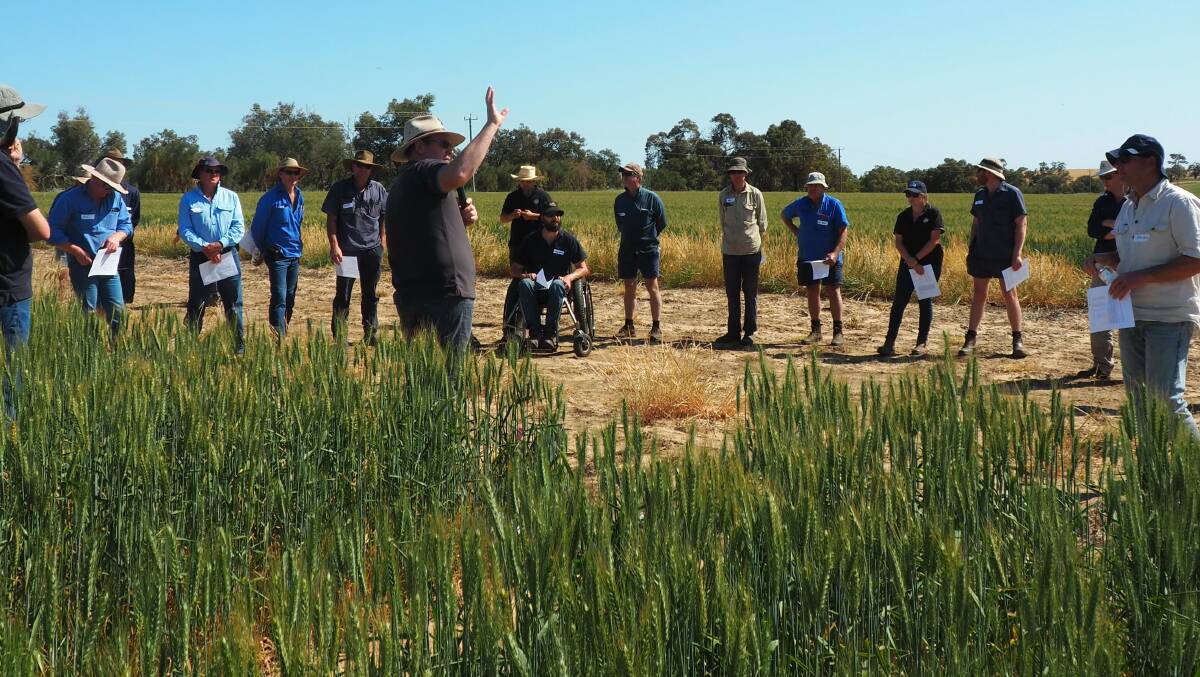 West Midlands Group executive officer Nathan Craig unpacking the long season wheat and chickpea trial in Dandaragan at the WMG Spring Bus Tour in September 2020.