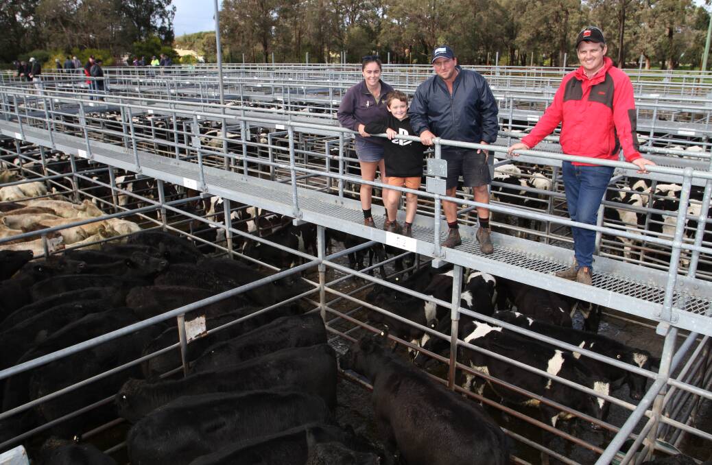 Sale vendors Tia (left), Darcy and Ben Taylor, Taylor Agriculture, Harvey and Elders Boyanup representative Alex Roberts with the Taylor family's Angus steers that sold for $1765 and 418c/kg at the Elders store cattle sale at Boyanup last week.