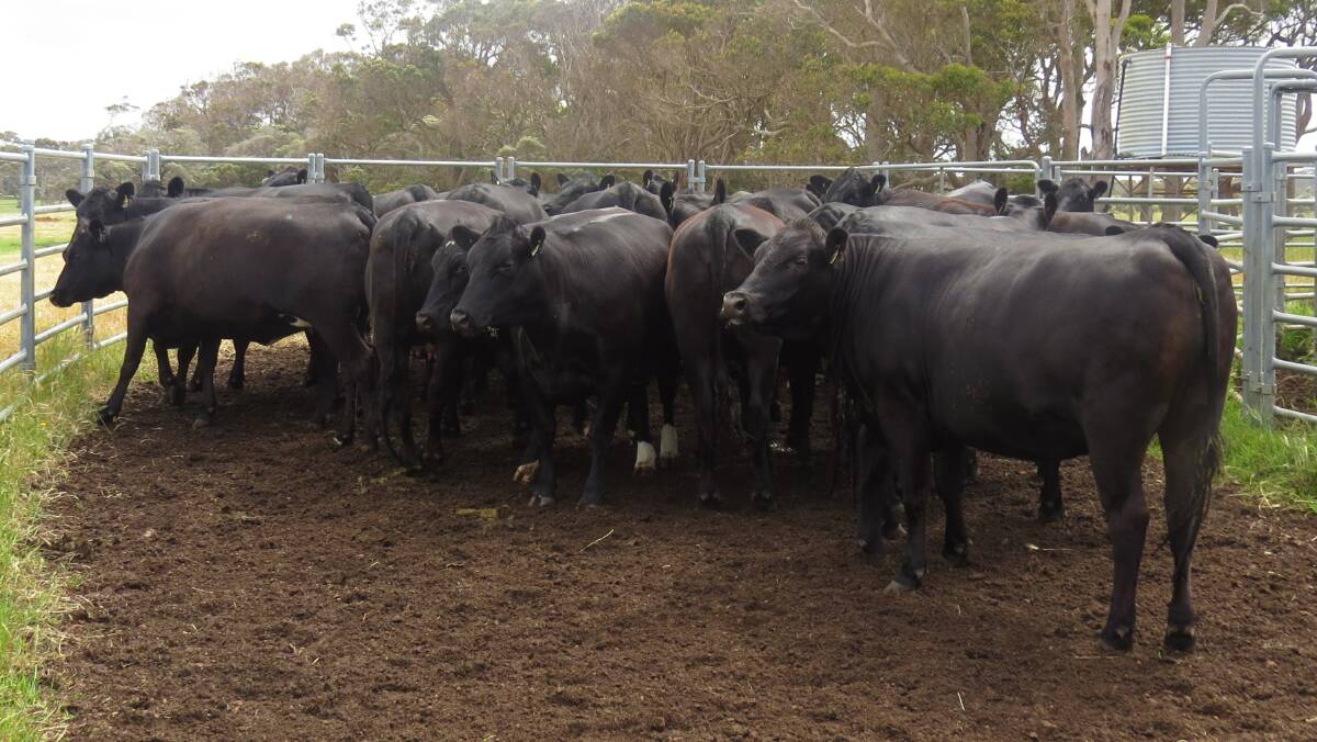 The Noakes family, Chapman Brook Pty Ltd, Karridale, will truck up a line of black, owner-bred heifers for the sale. This year the operation will offer 33 Angus-Friesians, which are PTIC to Diamond Tree Angus bulls.
