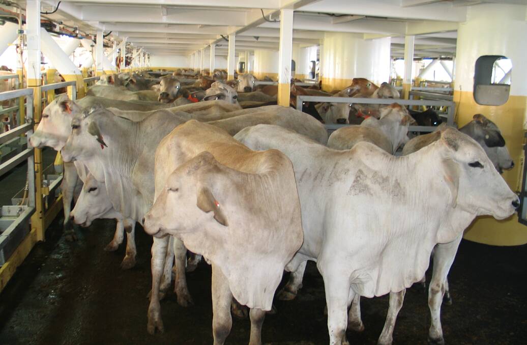 For the first eight months of the year 163,332 head of cattle were exported from Western Australia.