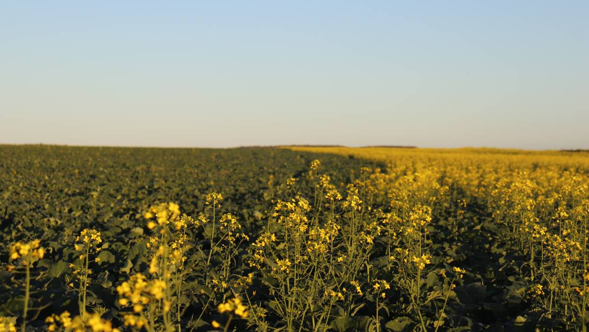  The differences are evident between long and short season canola on the farm.