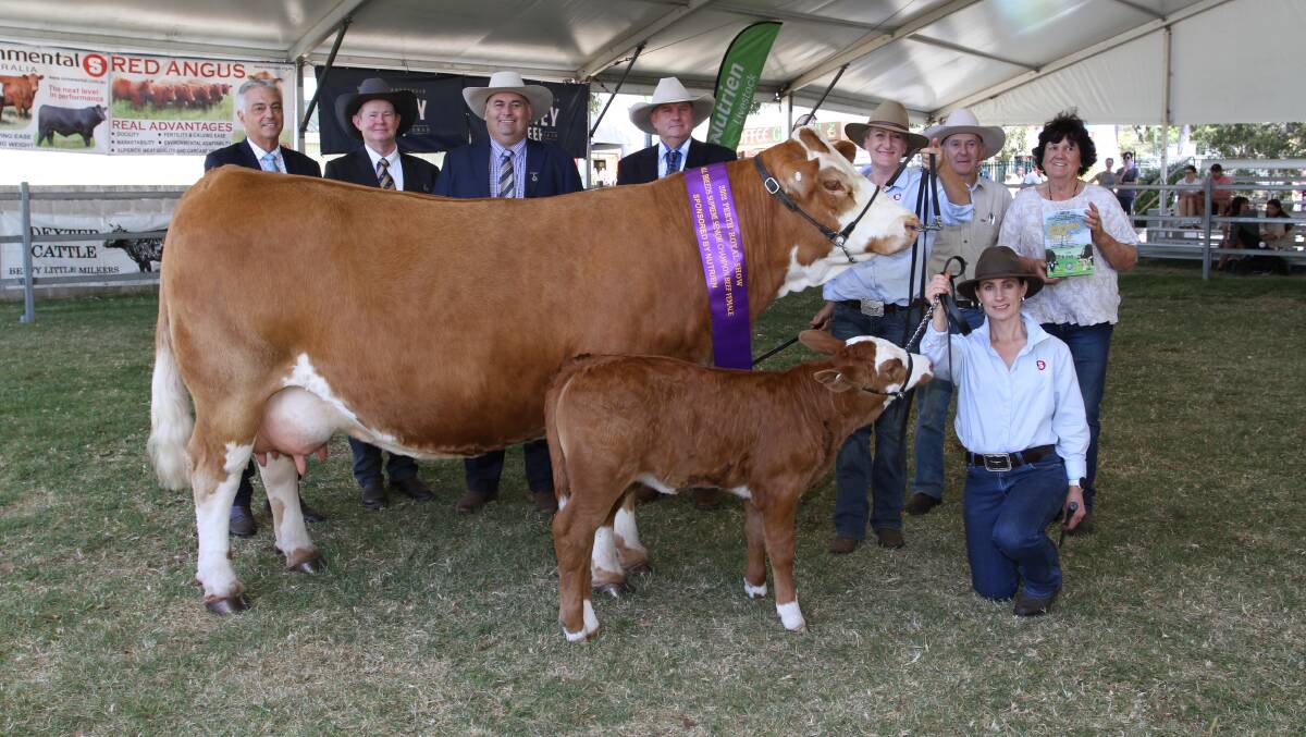 With the interbreed senior champion female Bandeeka Nimmy N2 (by Bandeeka Fancypants) exhibited by the Kitchen familys Bandeeka Simmental stud, Elgin, were Nutrien Livestock State manager Leon Giglia (left) representing award sponsor, judges Glenn Trout, Moorunga Angus, Mornington Peninsula, Victoria, Brendan Scheiwe, Brendale Charolais and Toblo Droughtmaster studs, Tallagalla, Queensland and Rhett Mobbs, Gowrie Simmentals, Bell, Queensland, Bandeeka stud connections Sarsha Wetherell, Tony and Loreen Kitchen and Trinity Edwards, Dardanup.