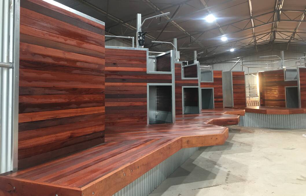 The shearing stand in the Smith's new shearing shed, which was designed with raised staggered board and a straight drag out of sloping catching pens. (Photo Price's Fabrication & Steel, Williams).