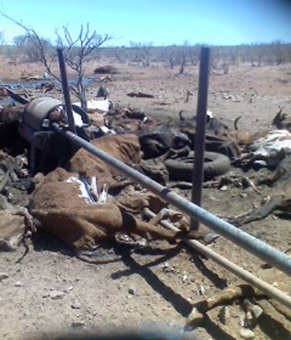 One of the images of cattle deaths that was presented to State Parliament by Greens MP Robin Chapple in 2015. He believes if government officials acted at the time, the latest cattle deaths could have been avoided.