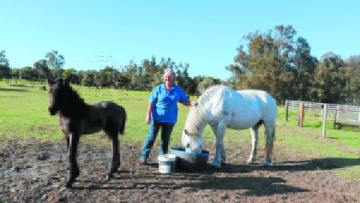 Currie Park owner Myra Currie with a Highland pony and its young dun coloured foal.