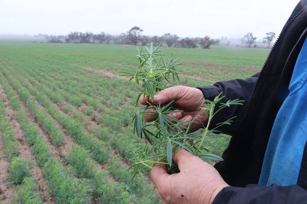 Early season rainfall has given the crops a good start. Barlock lupins made up about 10 per cent of the cropping program.