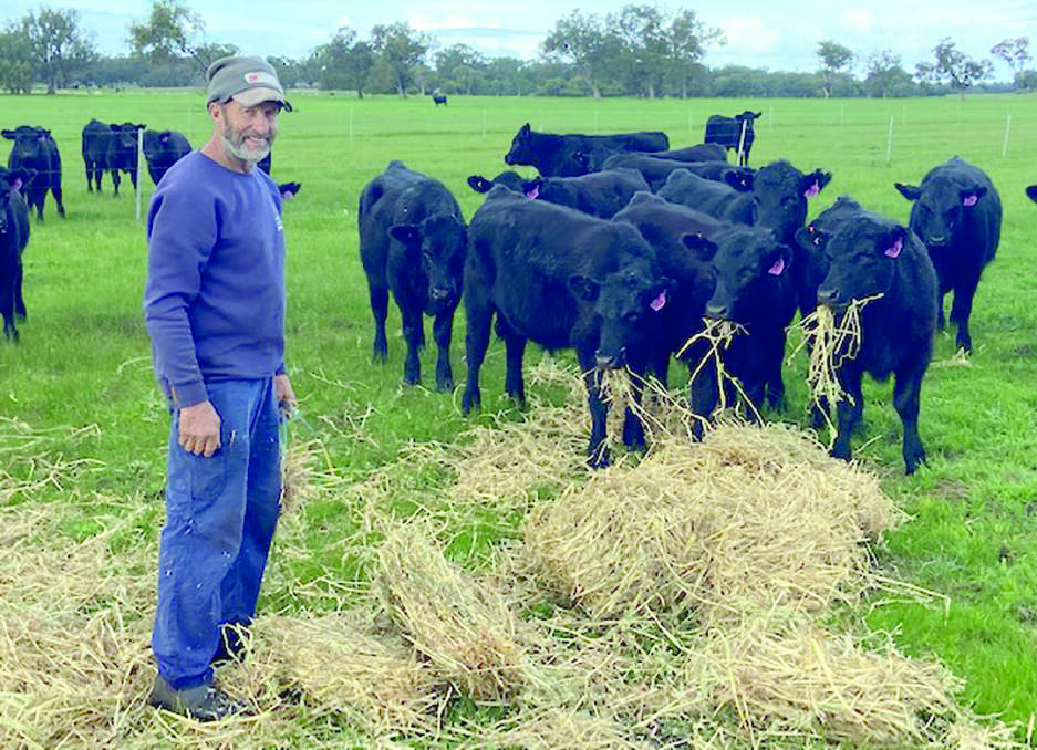 Vendor Wally Walton, Walton Family Trust, Wanarie, will offer 50 Angus steers at the sale. The quiet, owner-bred steers average 290kg and are bred on Koojan Hills Angus bloodlines.