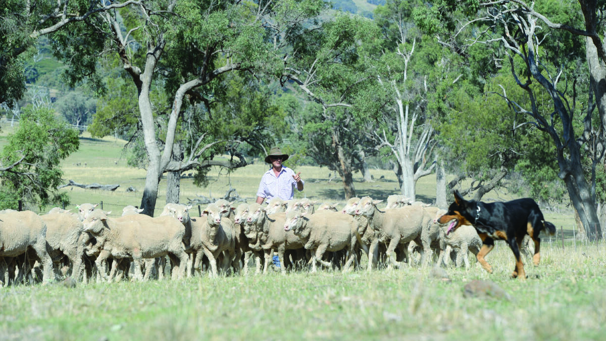 Woolgrowers to have declaration choices