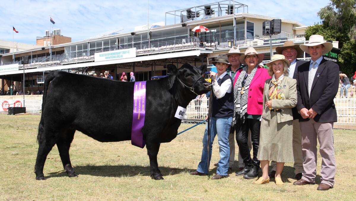 With the junior champion interbreed female, Little Meadows Wilcoola exhibited by the Golding family's Little Meadows Angus stud, Dardanup, were Trinity Edwards (left), Little Meadows stud, award sponsors John and Dale Jansen, Fernwood Farm Angus stud, Gingin and judges Fiona Sanderson, Boonah, Queensland, Peter Cook, Barana Simmental and Shorthorn studs, Coolah, New South Wales and Andrew Raff, Raff Angus stud, King Island, Tasmania.