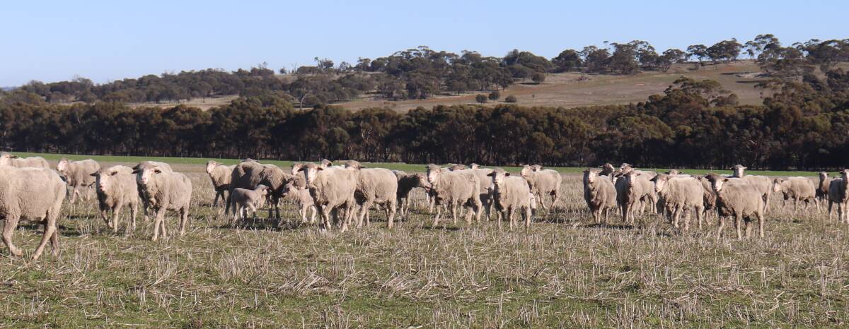 The Wiles joined 950 ewes to Merino rams this year and they lambed down in June/July.