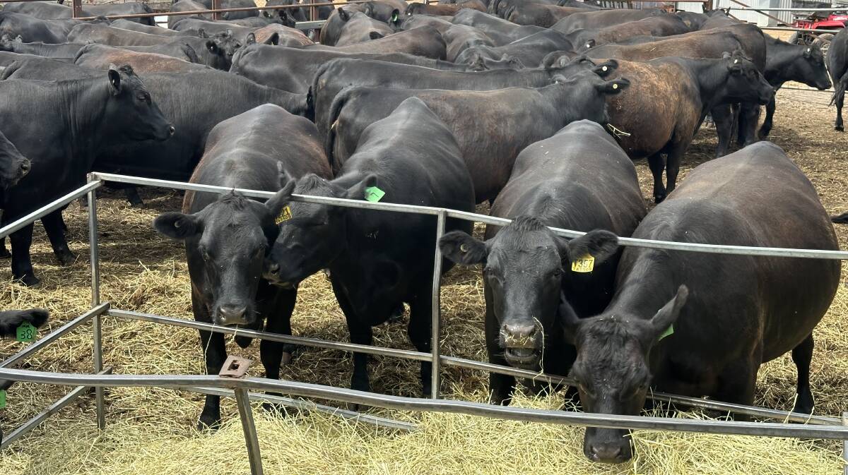 Return vendor the Russell family, E & C Russell, Bridgetown, will offer 50 owner-bred and purchased in 19-22mo Angus heifers which are all PTIC to Angus sires.