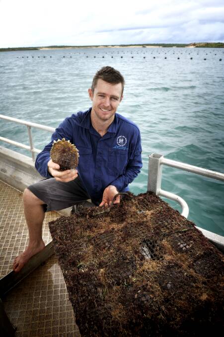 Kimberley peal farmer James Brown returned to the family pearl farm, Cygnet Bay, after university and took over the helm in 2000. He has since purchased the majority shareholding of Broken Bay pearl farm in NSW, bringing his innovative approach to Australia's newest pearling region located one hour north of Sydney, and created Peals of Australia which is the umbrella company for both farms.