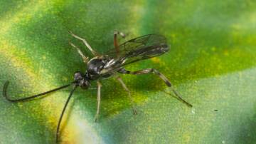 The new tool will help preserve beneficial insects in the Australian grains industry such as parasitoid wasps which help control grain aphids. Photo by CESAR.