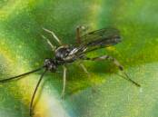 The new tool will help preserve beneficial insects in the Australian grains industry such as parasitoid wasps which help control grain aphids. Photo by CESAR.