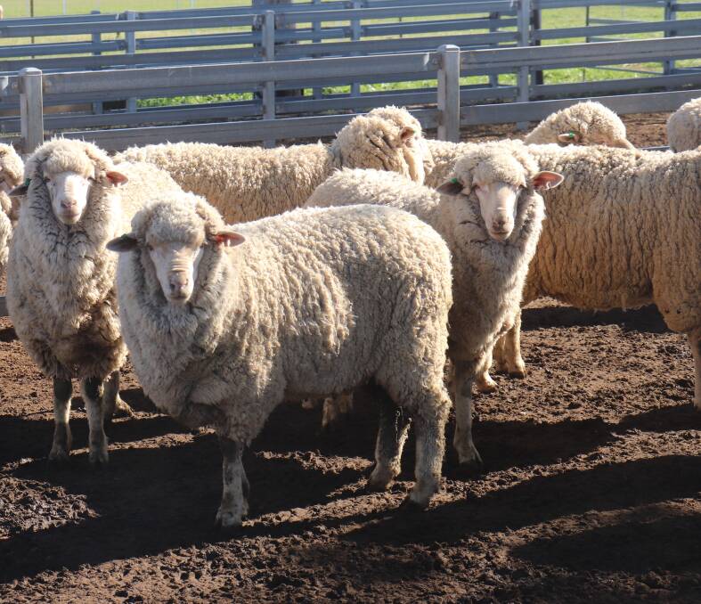 The Whitwells have started shearing some of their Merinos, with their main shearing occurring in August.