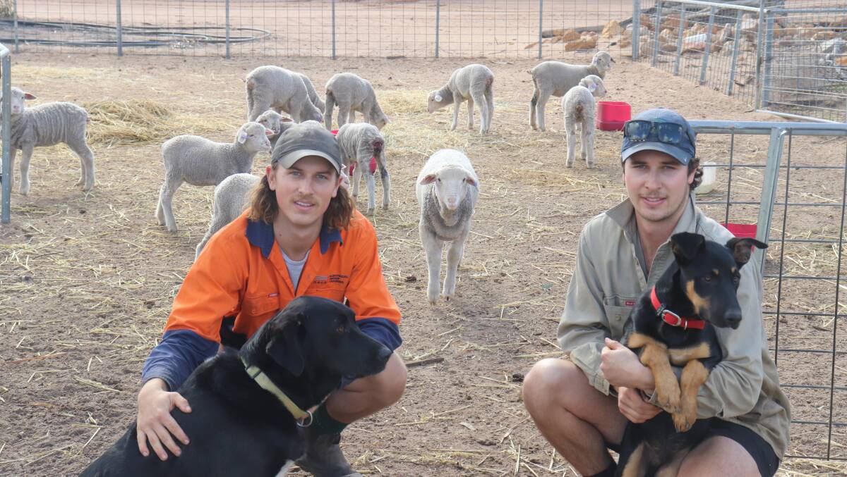 Kyle (left) and Travis Hewett with work dogs Ralph and Ned on their Corrigin property.