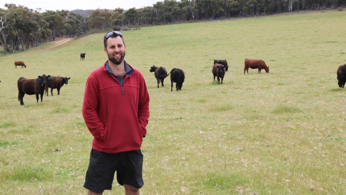 Elleker-based corn grower Phil Harding and his family decided recently to add beef breeders to their operation to make the most of the highly productive land available to them on the South Coast.