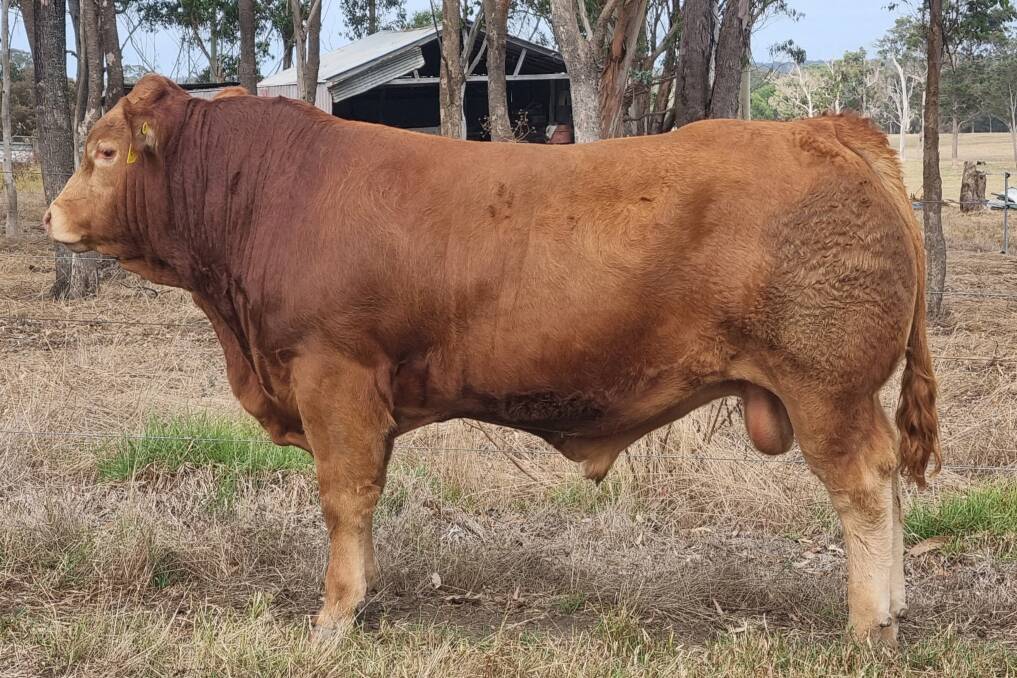 Morrisvale Thor T8 (P, A, AA) sold for the second top price of $10,000 to John and Wendy Miell, Narrikup.