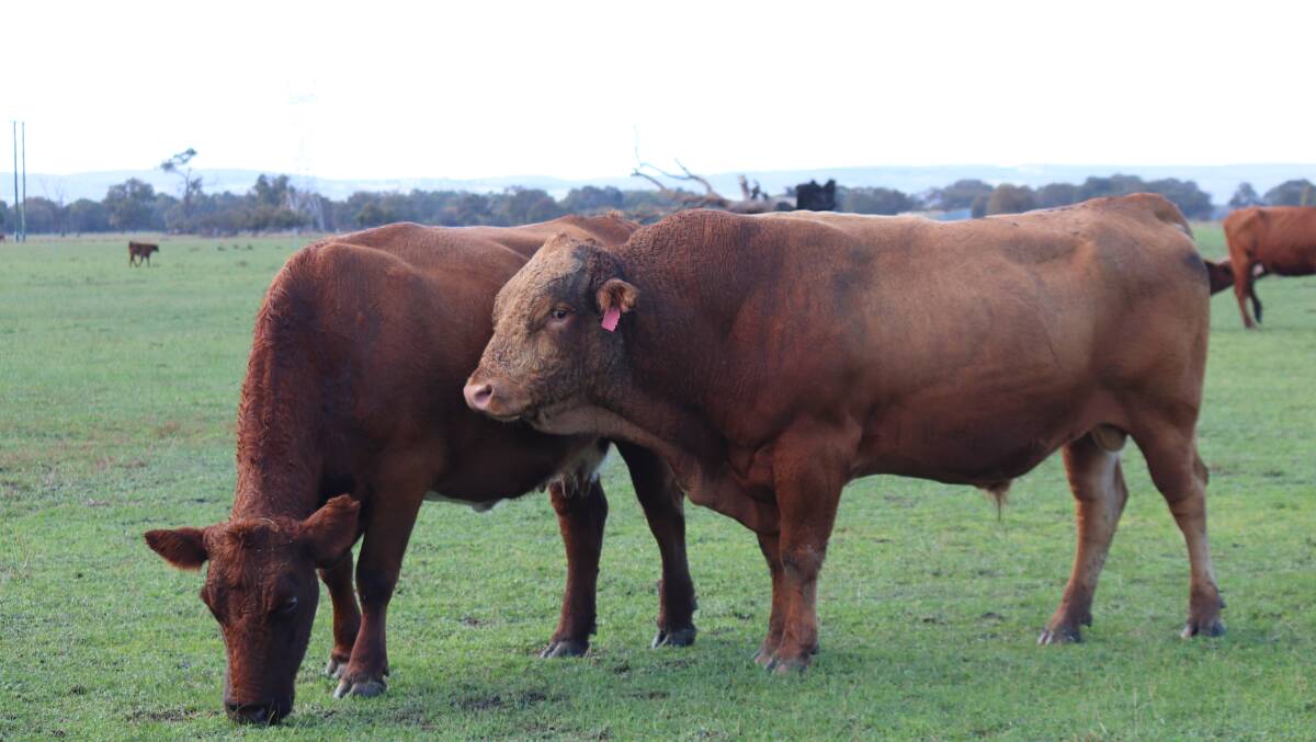 A Red Wagyu bull in the paddock with the commercial Shorthorn and Red Angus-Shorthorn female herd at Blythewood, Pinjarra.