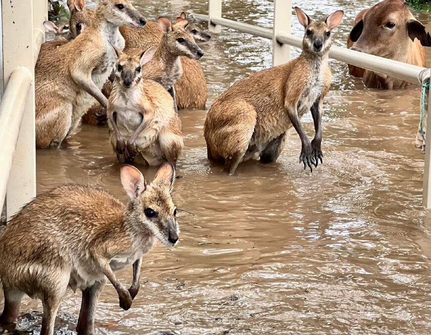 Huge numbers of wildlife and livestock were stranded in the Kimberley floods. Picture by Natalie Davey.